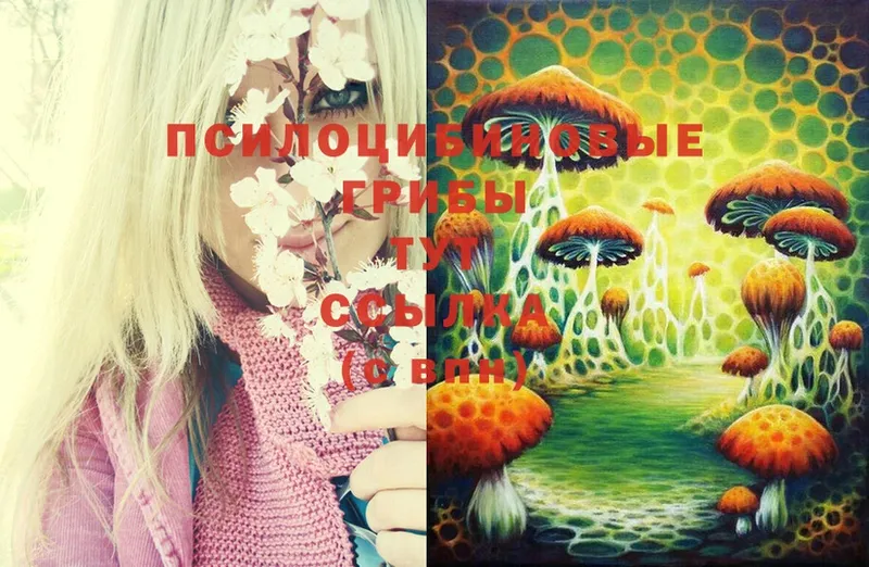 где продают   Губкинский  Псилоцибиновые грибы Magic Shrooms 